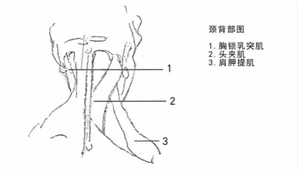 速写局部颈部肌肉解析及动态规律讲解